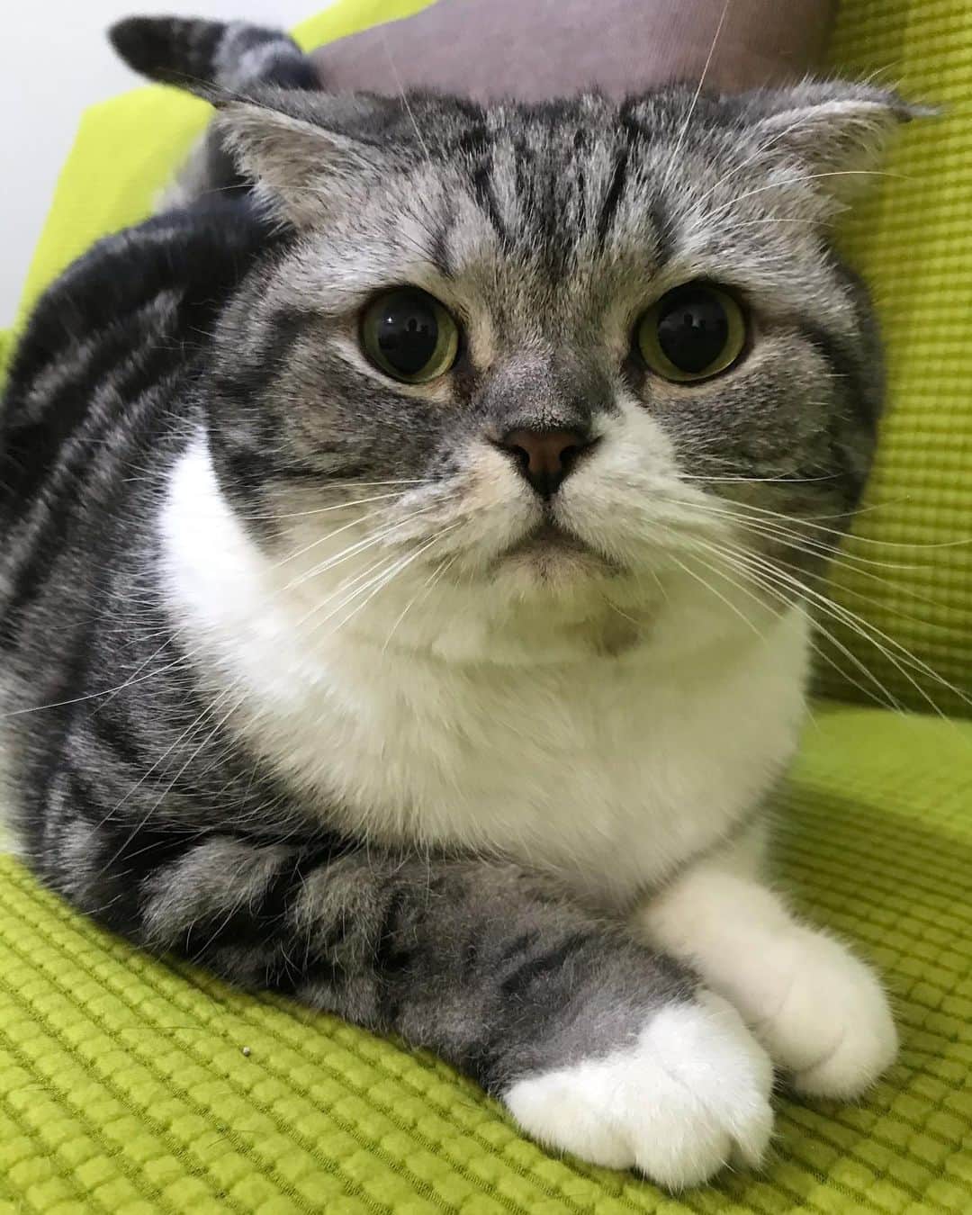 KATSUOのインスタグラム：「正月太り解消してない . #cat #catsofinstagram #catstagram #instacat #cutecat #katsuo」