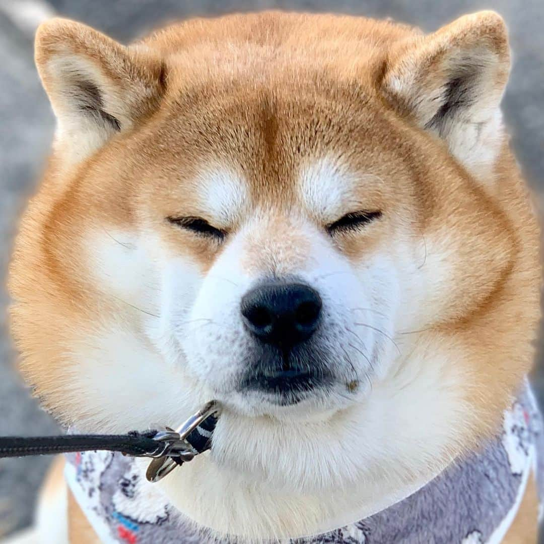 shibainu berryのインスタグラム