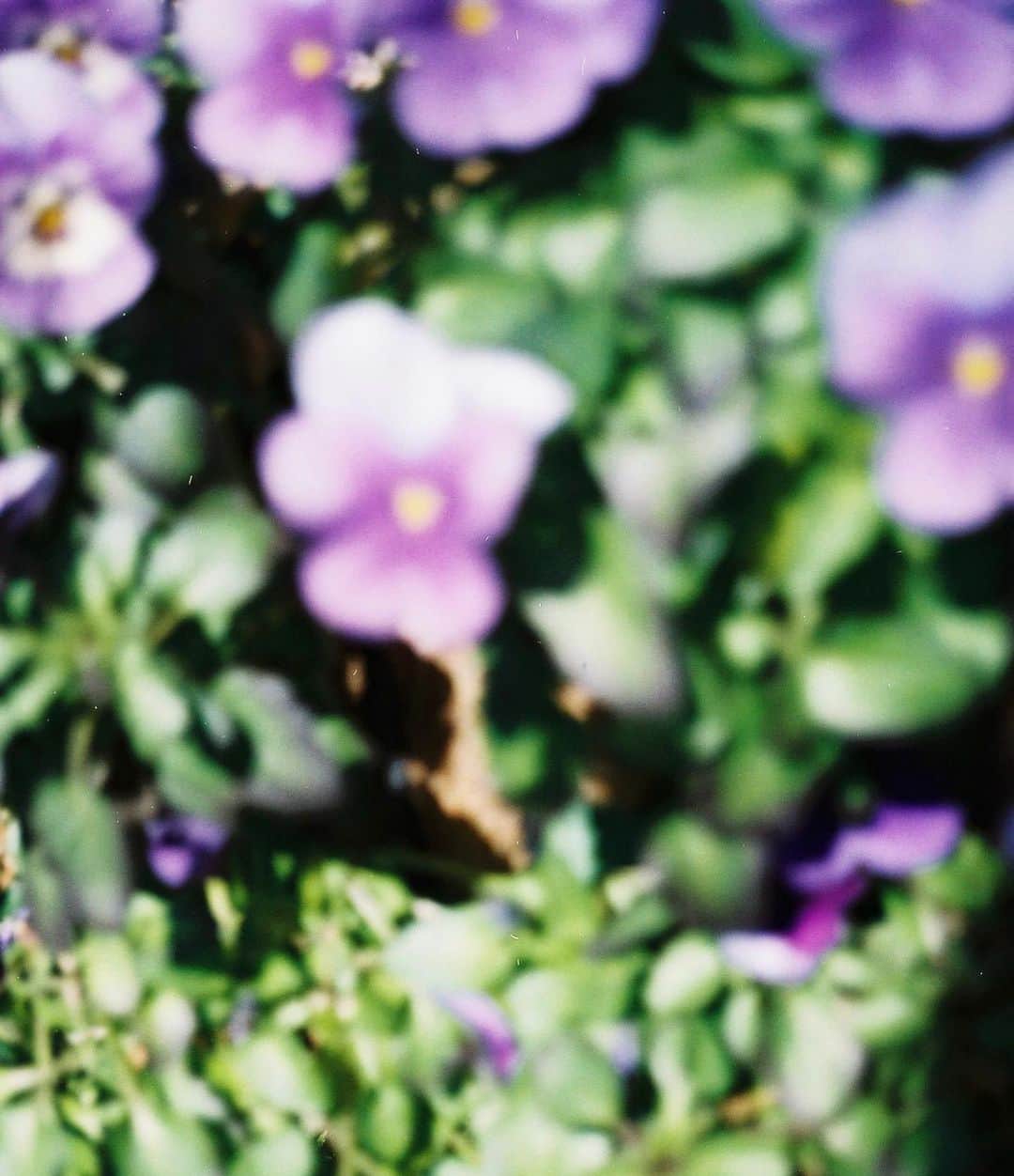 栗山遥さんのインスタグラム写真 - (栗山遥Instagram)「Film 美しい初日の出🌞現像のドキドキ感がたまらない❤︎」1月20日 20時12分 - harukakuriyama
