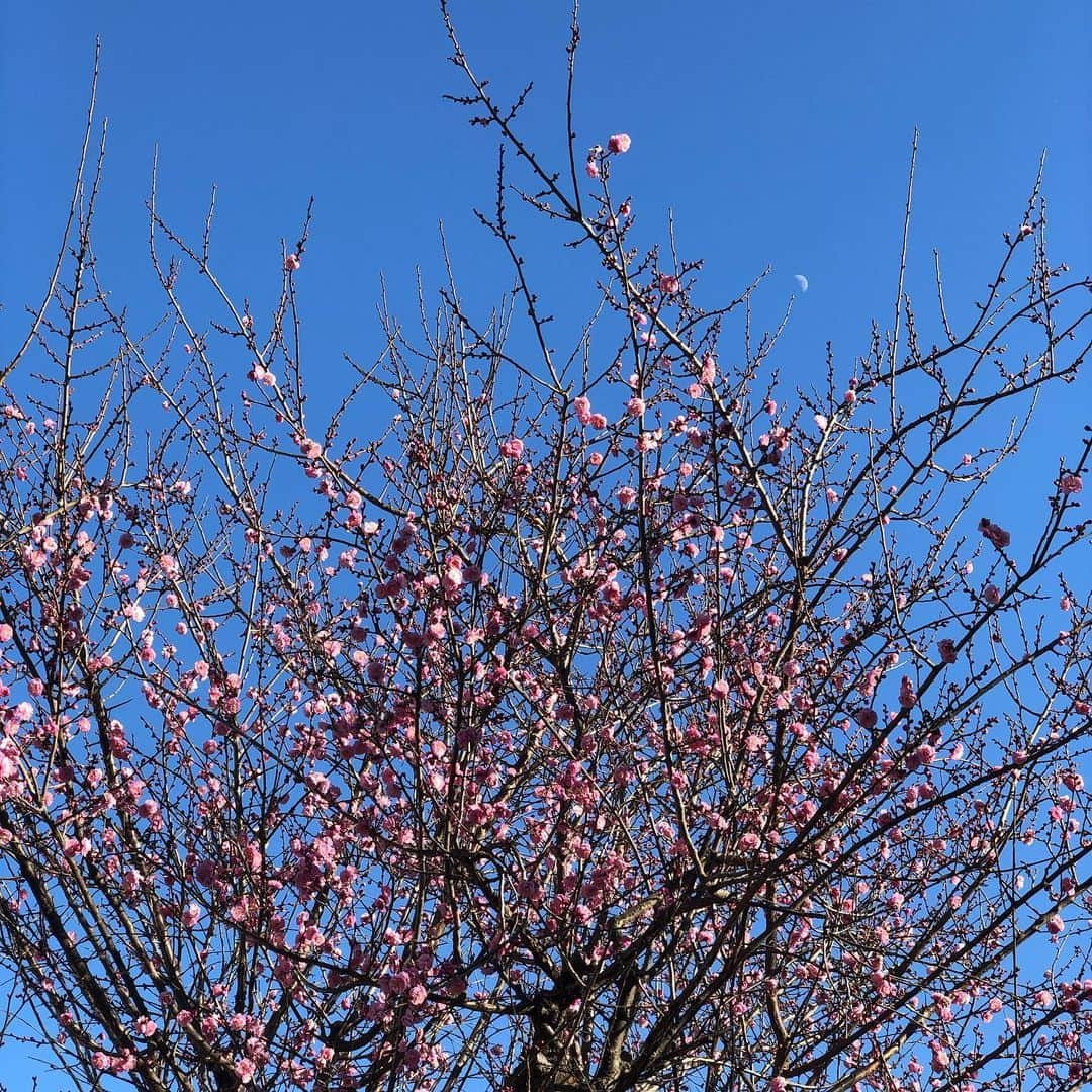 藤田琢己さんのインスタグラム写真 - (藤田琢己Instagram)「梅、咲いたねぇ  いい春になれば良いのに  #ume #japaneseapricot #stillcold #winter #springwillcome」1月20日 20時21分 - takumifujita1