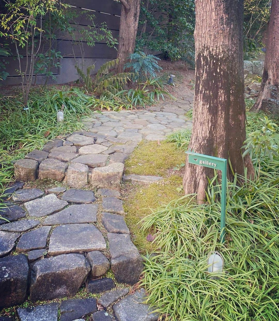 Erenaのインスタグラム：「🌳屋久島の森を再現したCafe🌳🕊 cafeのお庭を探索中…😚 ⇒⇒⇒つづく . #yakushima#yakushimajapan#cafe#poundcake#treenuts#guliguli#ginger#tea#cake#屋久島#森#グアバティー#紅茶#パウンドケーキ#キャラメリゼ#木の実#ラズベリー#ラズベリーチーズケーキ#チーズケーキ#ケーキ#森林#マイナスイオン#森林浴」