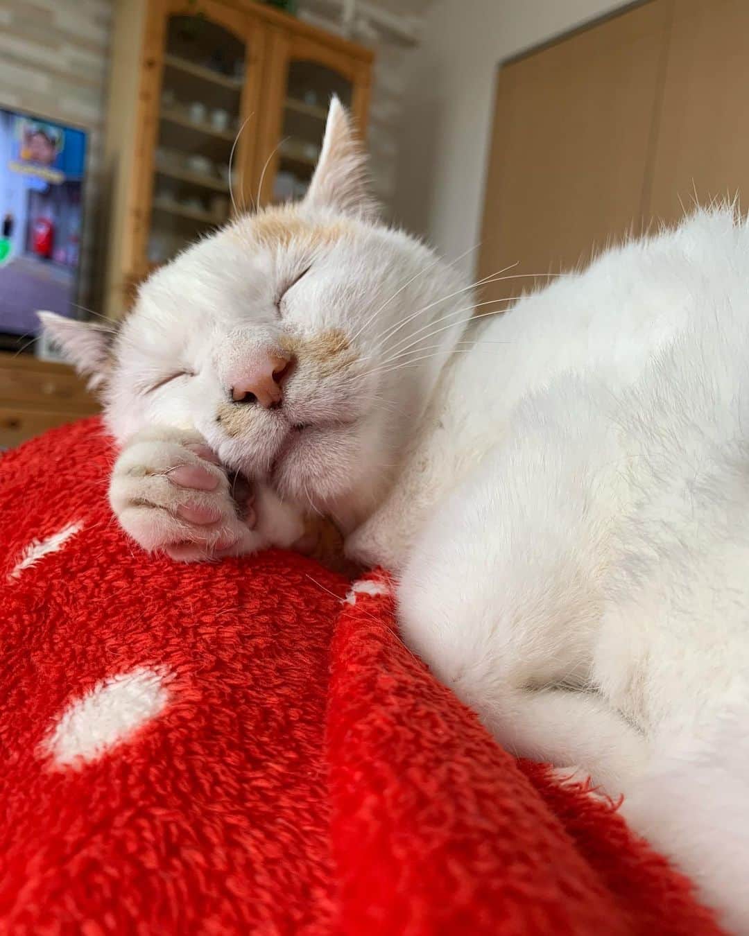 マルのインスタグラム：「❤️ぐっすりみん₍^·͈༝·͈^ฅ  . . #猫のいる暮らし#happy #stayhome#癒し#にゃんすたぐらむ#おうち時間#cat#猫#三毛猫#猫との暮らし#catstagram#instagood #ペコねこ部#cute#ふわもこ部#ねこすたぐらむ」