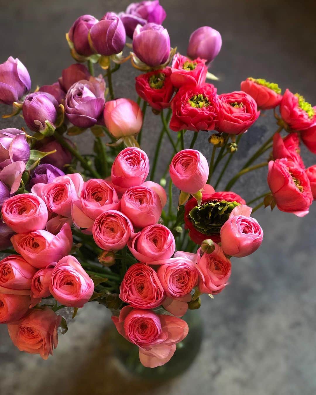 アンヘロ・カロ・ヌエバスさんのインスタグラム写真 - (アンヘロ・カロ・ヌエバスInstagram)「可愛いアネモネ、ラナンキュラスなど、春のお花とお待ちしてます。  #flowers  #花のある暮らし  #flowershop  #花屋」1月20日 12時13分 - caro_angelo
