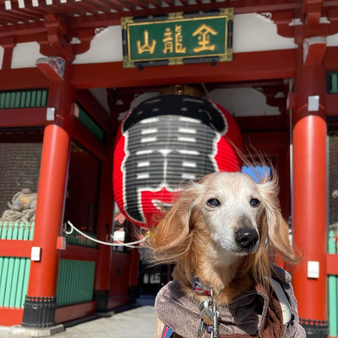 のインスタグラム：「🐾連投しまーす🐾 ＊ 午後からちーくん病院❗️ ちょっとその前に😁 ＊ #犬#ダックス#ダックスフンド#ミニチュアダックス#dachs#いぬぐみ📛#pecoいぬ部#シニア犬 #よく寝るシニア犬#わんぱく部#サンデイ#todayswanko #ボンボンハイスクール#ダックスの日常」