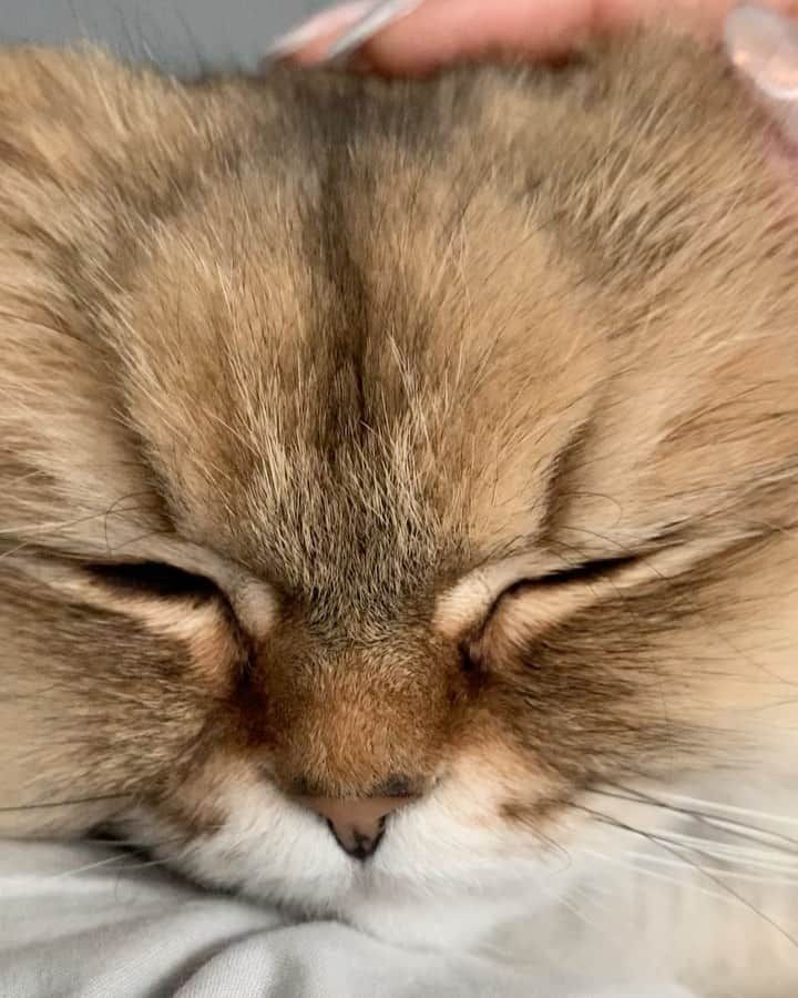 にこのインスタグラム：「OUTSIDE→ The noise of construction work → annoying🥲 INSIDE→ Niko's purr → healing😌  外は工事中  伐採の音がひびく それでもニコはグースカピー  #cat #purr #purring #healing #sleepy #goodmorning #猫 #ゴロゴロ音 #癒し #zzz」