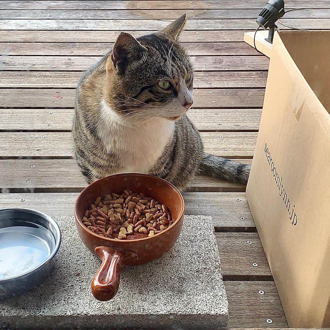 池内万作のインスタグラム：「トランプ大統領のニュースに聞き入るせなきじ先輩。 #イケウチ家の猫 #せなきじシンメ」