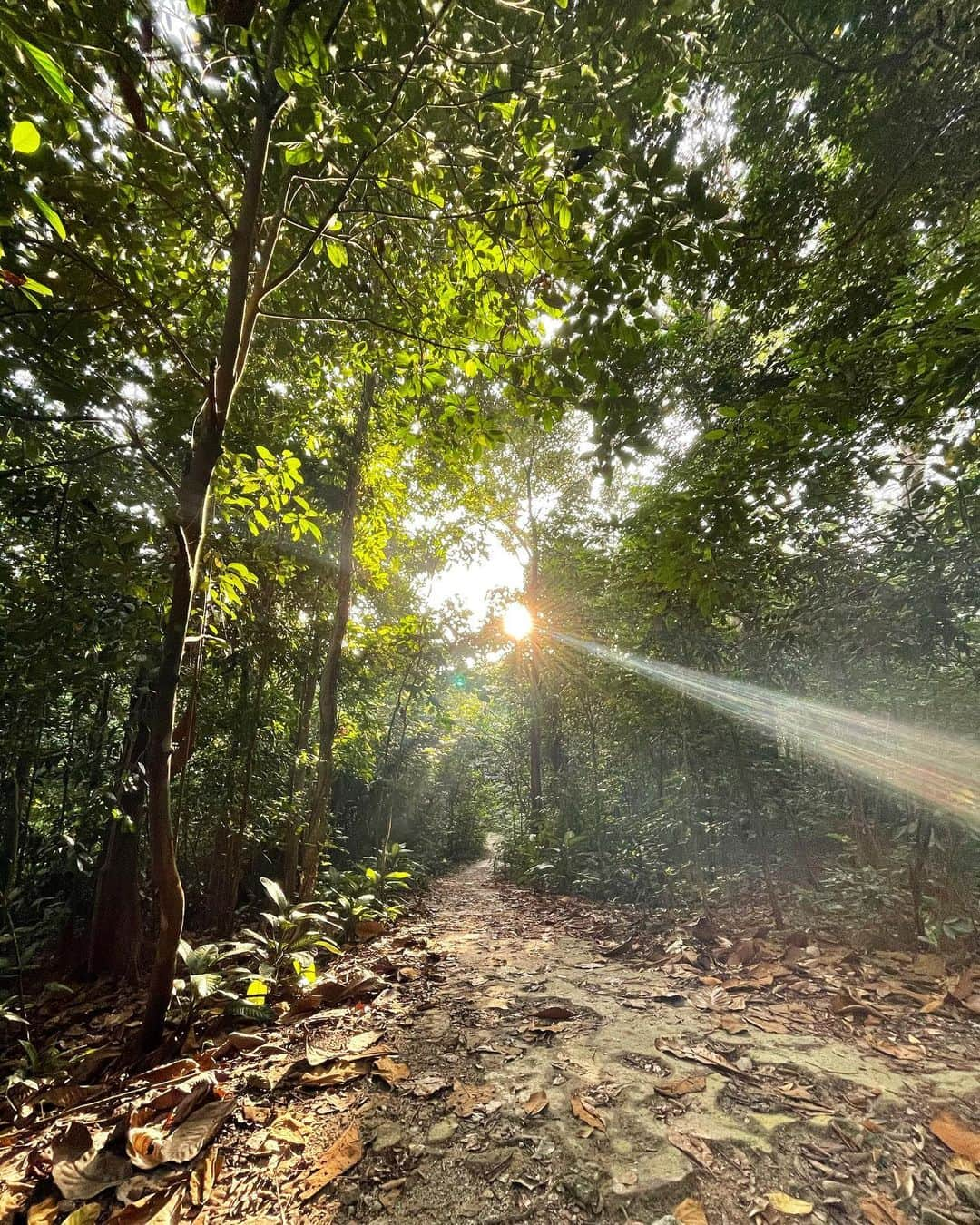 ソニアさんのインスタグラム写真 - (ソニアInstagram)「Fresh morning air, lush greenery, the breathtaking sunrise and good company 🌞 This marks the first time we did something that didn’t involve 🥂 and late nights!! I enjoyed my previous hike with @heyrozz so much that I wanted to pass this experience forward. Here’s to many more sunrise treks to come..  Heart is full, head is clear 💚  #PUMAsg #shotoniphone #nofilter」1月20日 12時50分 - soniachew