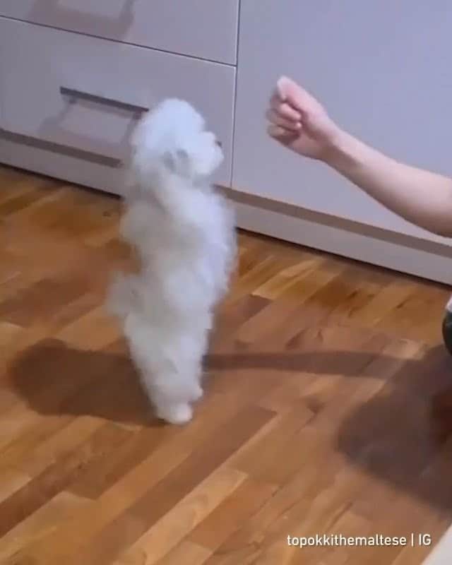 のインスタグラム：「When you want that treat so bad - Want to get featured like her? Join “The Barked Club” on FACEBOOK and post something now! 👉 barked.com - 📹 @topokkithemaltese - #TheBarkedClub #barked #dog #doggo #Maltese」