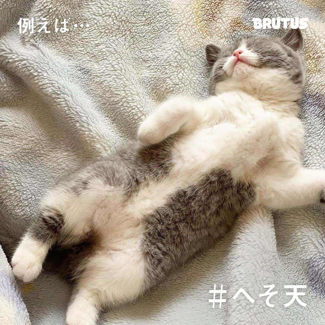 ブルータスさんのインスタグラム写真 - (ブルータスInstagram)「【猫特集★写真募集】  4月1日発売のBRUTUSは12年ぶりの猫特集。 そこで、みなさんから投稿していただいた写真を集めたページを作ります。 題して、「猫、キュンじゃった！」 思わずキュンとした、愛猫の顔やしぐさをとらえた写真を是非ご応募ください。  例えば #ごめん寝  #へそ天  #猫尻  #にゃんもないと  #お鼻見  #隙間猫  #猫は液体  #箱入り猫  #ハチワレ  #邪魔する猫  もちろん、これらに限らず、「これぞキュン！」とした瞬間の写真をご投稿ください。  【応募方法】応募者本人のInstagramアカウントよりBRUTUS公式アカウント（@brutusmag）をフォローし、①愛猫の名前、年齢、性別　②写真についてのコメント（何をしているところか、キュンとした理由など）を入力のうえハッシュタグ「#ブルータスの猫特集」を、また、「#ごめん寝 」など写真に合うハッシュタグを自由に付けて投稿してください。（ハッシュタグが特にない場合は、なしでも構いません）  【募集〆切】２０２１年２月12日２３時５９分  【応募規定】投稿写真は1アカウントにつき３点まで。写真は他媒体（雑誌、書籍、ウェブサイト、テレビ番組など）で紹介されたことのないものに限ります。  ＊画像を投稿する際は、撮影者の著作権許諾がとれているか、写り込んでいるものの肖像掲載許諾に問題がないかどうかご確認ください。 ＊投稿された画像を誌面に掲載する際には、ダイレクトメッセージより、必要事項記入フォームのURLを送信させていただきます。 ＊投稿された画像は紙の雑誌以外にもムック、電子版、web版、SNSなど、BRUTUSが発信するすべてのメディアに掲載される可能性があります。ご了承の上、ご応募ください。 ＊ご提供いただいた個人情報は当社にて厳重に管理し、本企画でのみ利用させて頂きます。 【問い合わせ】ブルータス編集部 03-3545-7170（平日11時〜18時）  photo / @neko.sagashi , @nyantaro510 @tsumugi_life_ @i.am.tororo」1月20日 13時03分 - brutusmag