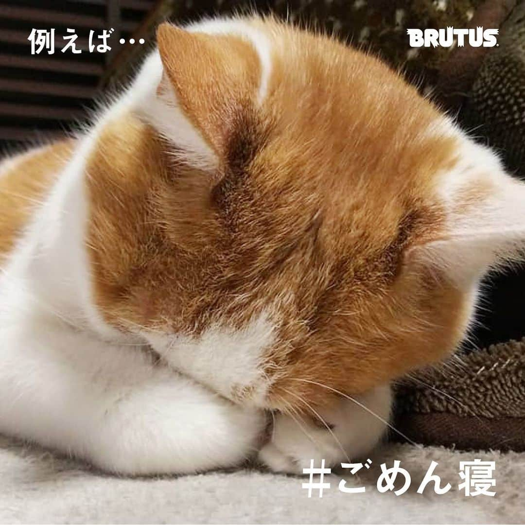 ブルータスさんのインスタグラム写真 - (ブルータスInstagram)「【猫特集★写真募集】  4月1日発売のBRUTUSは12年ぶりの猫特集。 そこで、みなさんから投稿していただいた写真を集めたページを作ります。 題して、「猫、キュンじゃった！」 思わずキュンとした、愛猫の顔やしぐさをとらえた写真を是非ご応募ください。  例えば #ごめん寝  #へそ天  #猫尻  #にゃんもないと  #お鼻見  #隙間猫  #猫は液体  #箱入り猫  #ハチワレ  #邪魔する猫  もちろん、これらに限らず、「これぞキュン！」とした瞬間の写真をご投稿ください。  【応募方法】応募者本人のInstagramアカウントよりBRUTUS公式アカウント（@brutusmag）をフォローし、①愛猫の名前、年齢、性別　②写真についてのコメント（何をしているところか、キュンとした理由など）を入力のうえハッシュタグ「#ブルータスの猫特集」を、また、「#ごめん寝 」など写真に合うハッシュタグを自由に付けて投稿してください。（ハッシュタグが特にない場合は、なしでも構いません）  【募集〆切】２０２１年２月12日２３時５９分  【応募規定】投稿写真は1アカウントにつき３点まで。写真は他媒体（雑誌、書籍、ウェブサイト、テレビ番組など）で紹介されたことのないものに限ります。  ＊画像を投稿する際は、撮影者の著作権許諾がとれているか、写り込んでいるものの肖像掲載許諾に問題がないかどうかご確認ください。 ＊投稿された画像を誌面に掲載する際には、ダイレクトメッセージより、必要事項記入フォームのURLを送信させていただきます。 ＊投稿された画像は紙の雑誌以外にもムック、電子版、web版、SNSなど、BRUTUSが発信するすべてのメディアに掲載される可能性があります。ご了承の上、ご応募ください。 ＊ご提供いただいた個人情報は当社にて厳重に管理し、本企画でのみ利用させて頂きます。 【問い合わせ】ブルータス編集部 03-3545-7170（平日11時〜18時）  photo / @neko.sagashi , @nyantaro510 @tsumugi_life_ @i.am.tororo」1月20日 13時03分 - brutusmag