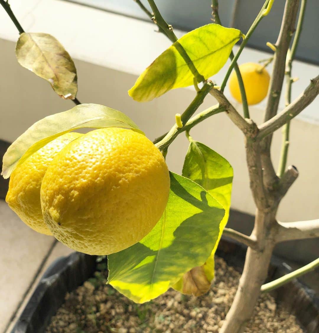 内田恭子さんのインスタグラム写真 - (内田恭子Instagram)「我が家のレモンたちが綺麗な黄色になりました。今年は4つ。レモネードかなあ。なにか美味しくいただくアイディアあったら教えてくださいね。  Does anyone know good recipes for lemon？  #レモン #愛おしくてなかなか収穫できない　#今日は大寒　#lemon #内田恭子 #kyokouchida」1月20日 13時50分 - kyoko.uchida.official