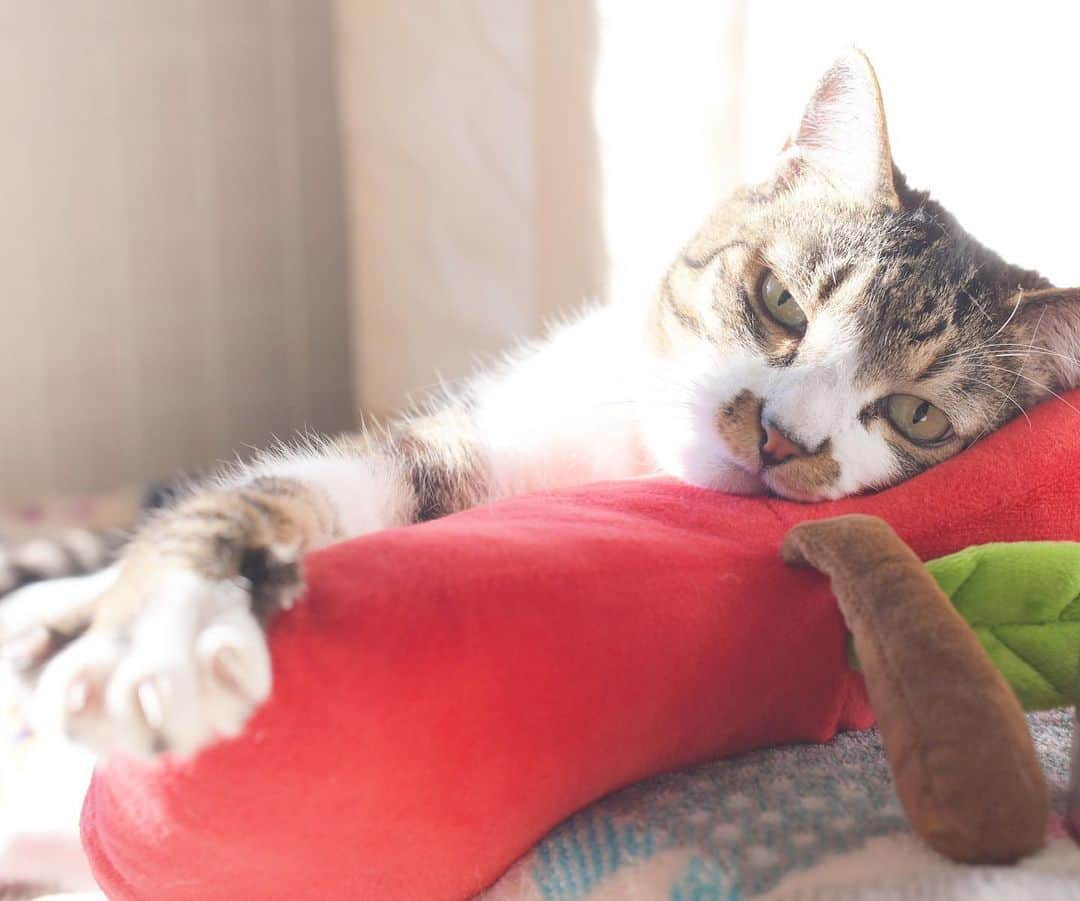 meekooのインスタグラム：「おひさまにご満悦の坊っちゃま😚 #お久しぶりです」