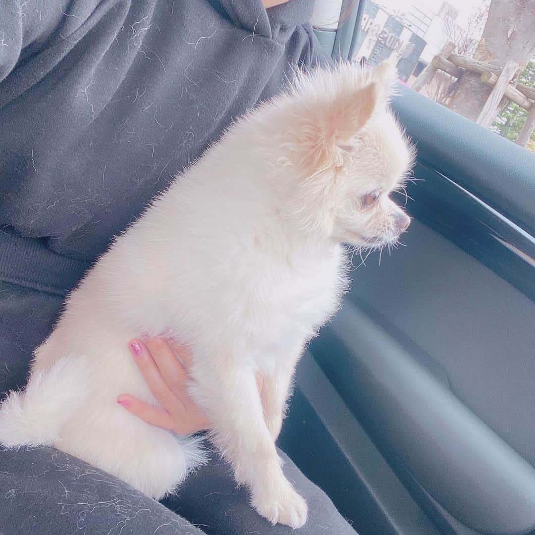 井口裕香さんのインスタグラム写真 - (井口裕香Instagram)「🥸🐶💓 ちょっと前の🚙 サスケとおでかけ♡ わたしは毛だらけ♡笑 #うちのいぬサスケ #表情豊かいぬ #愛犬の抜け毛は宝」1月20日 14時28分 - ooo31_iguchiyuka_31ooo