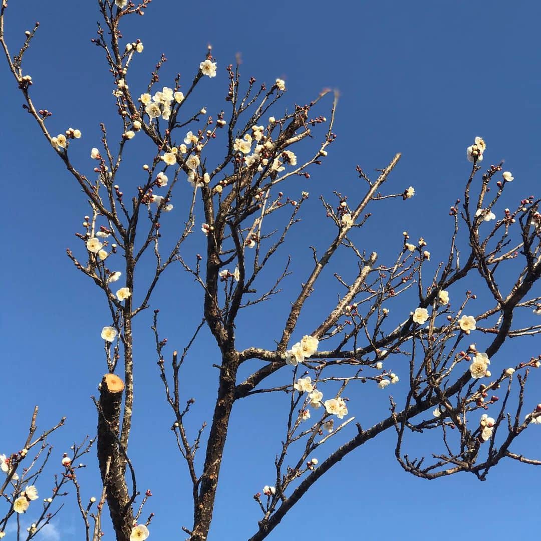 日高薫のインスタグラム：「梅の花が綺麗に咲いてました😌💓  春はもうすぐですね🌸🌸  #お散歩 #梅の花 #娘 #4歳」