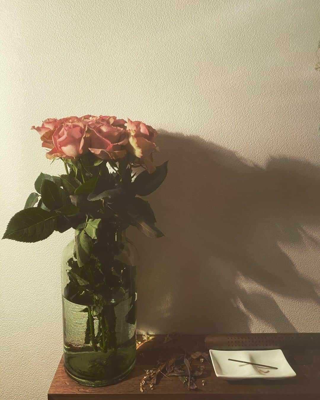 森田美勇人さんのインスタグラム写真 - (森田美勇人Instagram)「Classic pink roses  あまりの綺麗さに惚れる  そして棘に刺される」1月20日 20時45分 - myutomorita_official