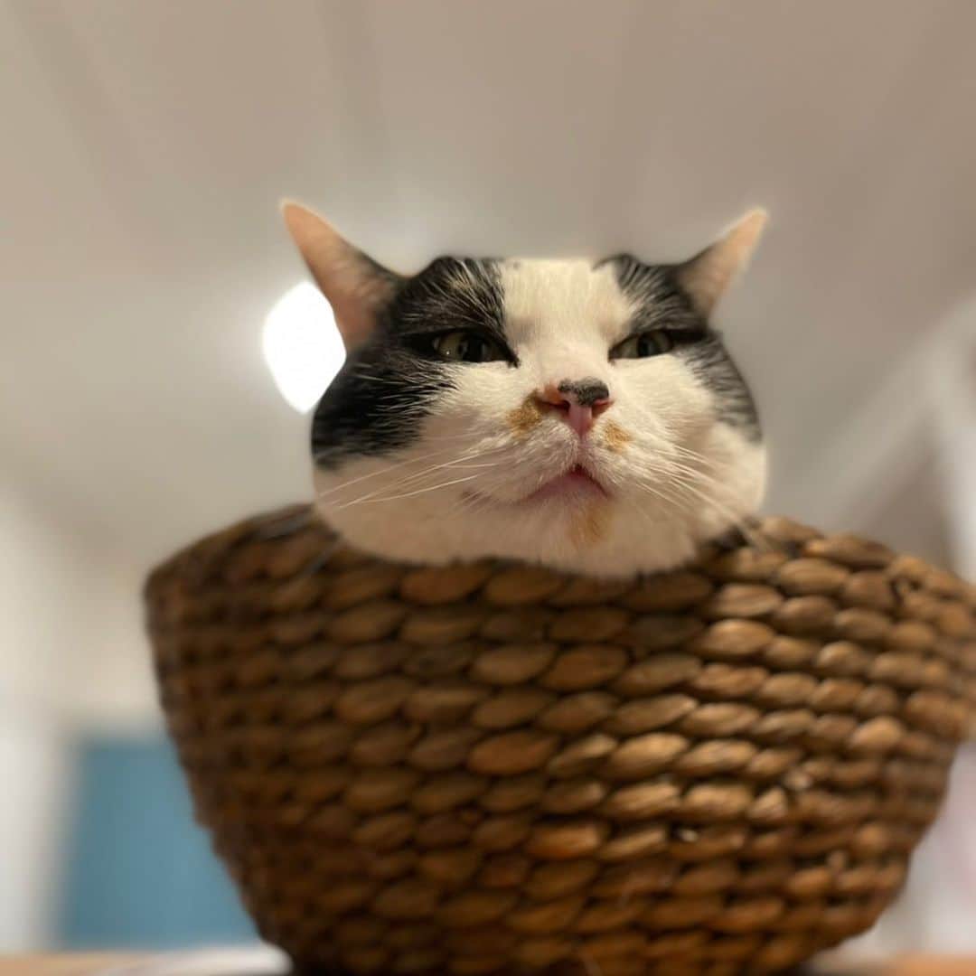 津久井智子のインスタグラム：「妹上のベストショット😸 #ume」