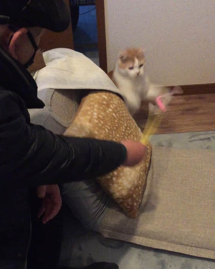 にゃんすくんのインスタグラム：「ブァッ！！ってされて、 結果イライラしてどっか行ったw  #にゃんすとじぃじ いつもありがとう。」