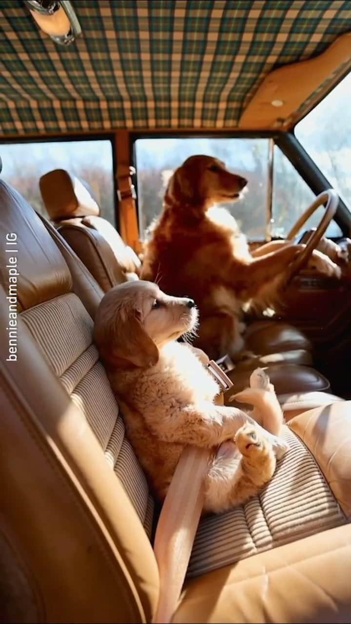 のインスタグラム：「Buckle up bro! 📹 @bennieandmaple - #barked #dog #doggo #puppy #pupper #GoldenRetriever #GoldenRetrieverPuppy」