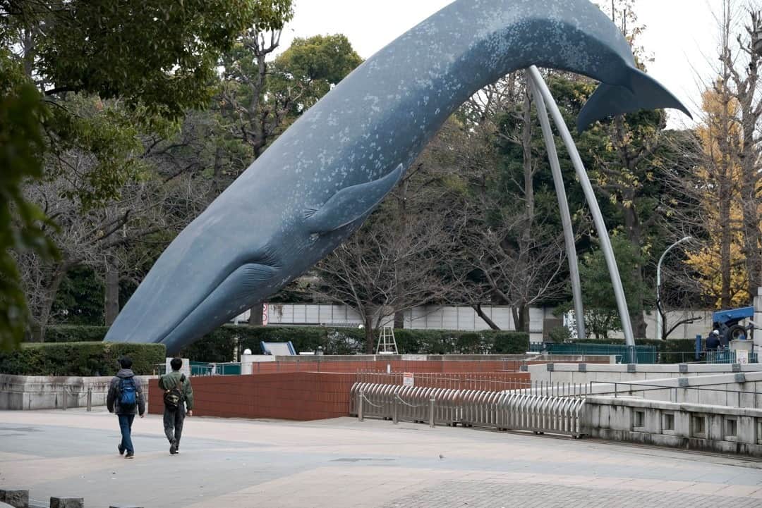 東京都庁広報課さんのインスタグラム写真 - (東京都庁広報課Instagram)「「上野／Ueno (2020.12.28撮影)」最寄り駅：上野駅 #上野公園  #国立科学博物館　#旧博物館動物園前　#国立博物館　#上野動物園　#美術館 #tokyotokyo #tokyogram #moodygrams #jp_gallery #ptk_japan #gdayjapan #realtokyo #beautifuldestinations #tokyojapan #instatokyo #loves_nippon #phos_japan #bestjapanpics #cooljapan #japan_of_insta #photo_jpn #illgrammers　 #景色 #東京 #Tokyo #东京 #도쿄 #tokyogood」1月20日 17時01分 - tocho_koho_official