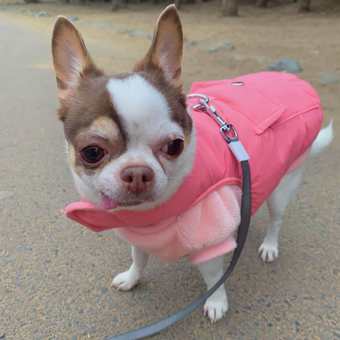 平野友里（ゆり丸）さんのインスタグラム写真 - (平野友里（ゆり丸）Instagram)「🐶  最近めっちゃ寒いから、 お散歩の時はお洋服重ね着です☺️❤︎笑  おさんぽだいすきピヨち🥺❤︎ ほんとにかわいいねえ🥺💓  ・ ・ ・ ・  #チワワ #チワワのいる暮らし #チワワ部 #チワワ大好き #チワワラブ #チワワlove #スムースチワワ #スムチー #愛犬 #愛犬との暮らし #愛犬との時間 #愛犬のいる生活 #ゆり丸」1月20日 17時16分 - yurimaruchan___