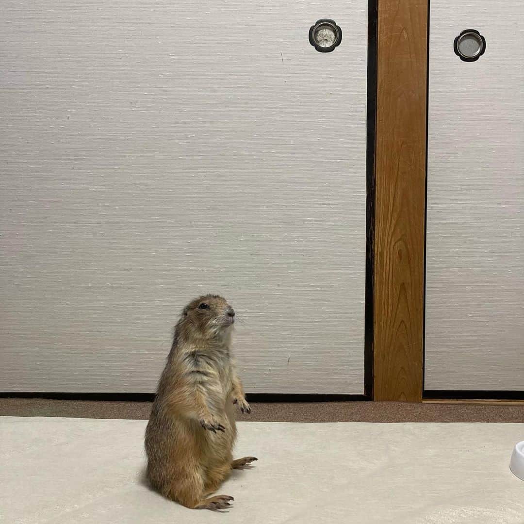 のインスタグラム：「今日は我が家のお風呂場が工事してたので🐻🐿と実家に行きました。 そばちゃんin 和室(ラグは持参) 最初は緊張してたけど、最後はリラックスできたよ。 母にも可愛がってもらった😁 壁に歯型つけたけど良い子にしてたね。 スッシーはずっと小屋に隠れてました。 #Sobaちゃん」