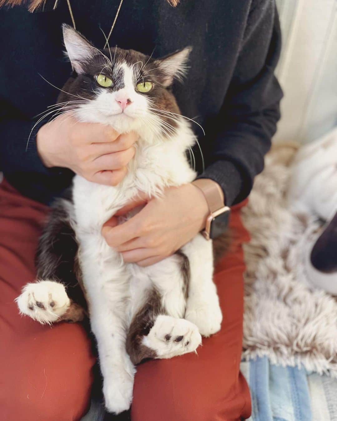 もじゃころさんのインスタグラム写真 - (もじゃころInstagram)「猛獣が2匹とも大人しい水曜日！  大人しいとただの世界一かわいい猫じゃん？  #チョッチュ具志コロペッペ  #坂東玉隠しシャシャ丸  #水曜日の悪夢  #あいちゃんの膝の上」1月20日 17時12分 - mojyacoro96