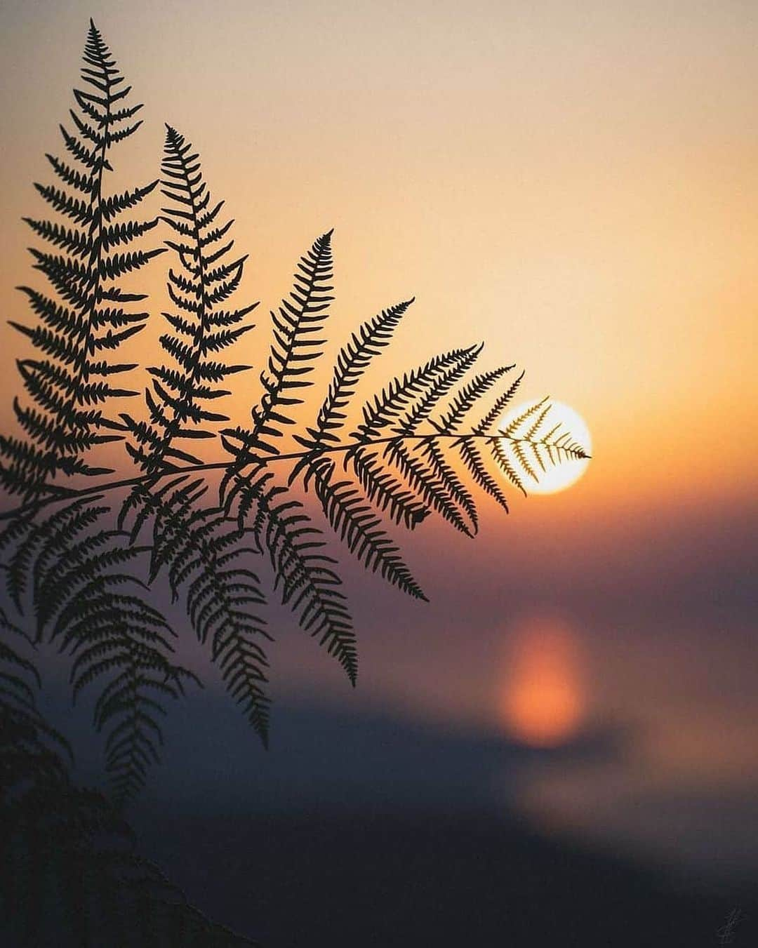 Canon Photographyさんのインスタグラム写真 - (Canon PhotographyInstagram)「When everything aligns 🌅 🌿 Photography // @ivan__r_tist Curated by @steffeneisenacher  #fern #sunset #sunsetphotography #bokeh #depthoffieldphotography」1月20日 17時37分 - cpcollectives