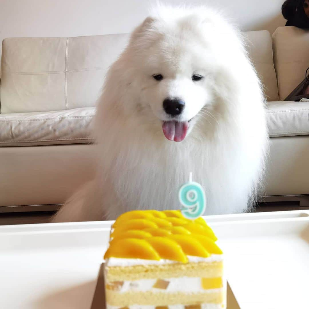 Alex Toさんのインスタグラム写真 - (Alex ToInstagram)「Happy birthday to my boy. 🎂🎊🎉😘 #cute #dog #doglover #dogsofinstagram #dogoftheday #dogofthedayjp #dogstagram #fluffy #hkig #hongkong #ilovemydog #instadog #instagood #instamood #instagraphy #instapic #samoyedoninstagram #pet #petlovers #petsofinstagram #petstagram #photooftheday #puppy #pupsofinstagram #samoyed #samoyedsofinstagram #webstagram #犬 #サモエド」1月20日 17時49分 - alexto