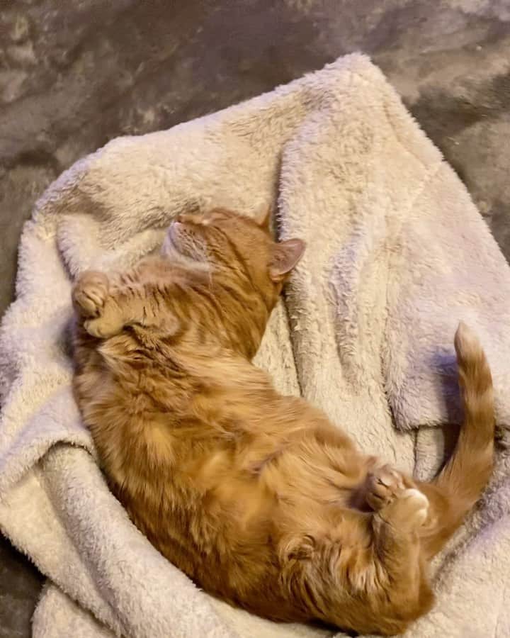 茶太郎 & きなこのインスタグラム：「茶太郎師匠すやすや( ⸝⸝•ᴗ•⸝⸝ )💤 Chataro sleep like a log😽💤 #ぽんぽこおなか出して寝てるにゃ #今ならもふもふにお顔埋め放題にゃりよ #マンチカン#猫#munchkin #cat#catstagram #amazing#ねこ#茶トラ#短足#catsofinstagram#excellent_cats#9gag#cats_of_world_#instacat_meows#bestcats_oftheworld#catsofig#instacat#cats_of_instagram」