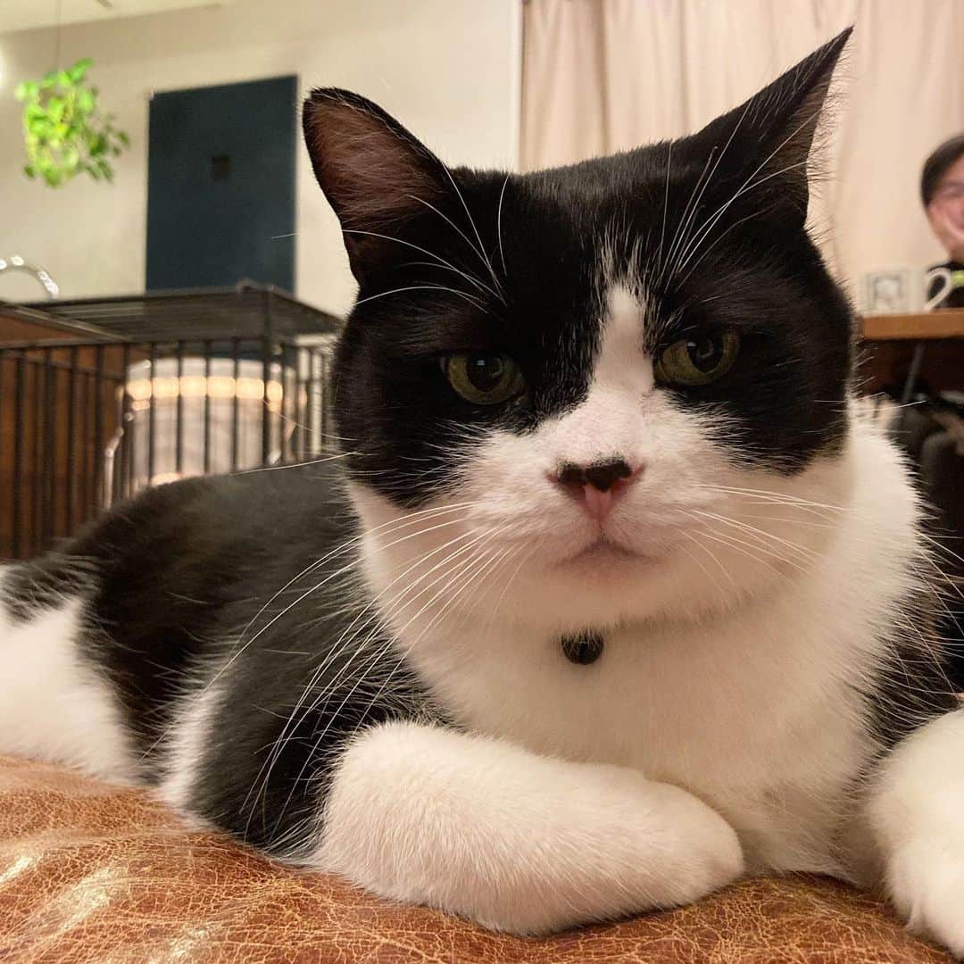 ふうちゃん & カタクリンのインスタグラム：「はなんとこ しろいろかこう しておいて #生まれつきの #鼻出しマスクスタイル #このご時世 #ちょっと気にしてる #k氏心の俳句」