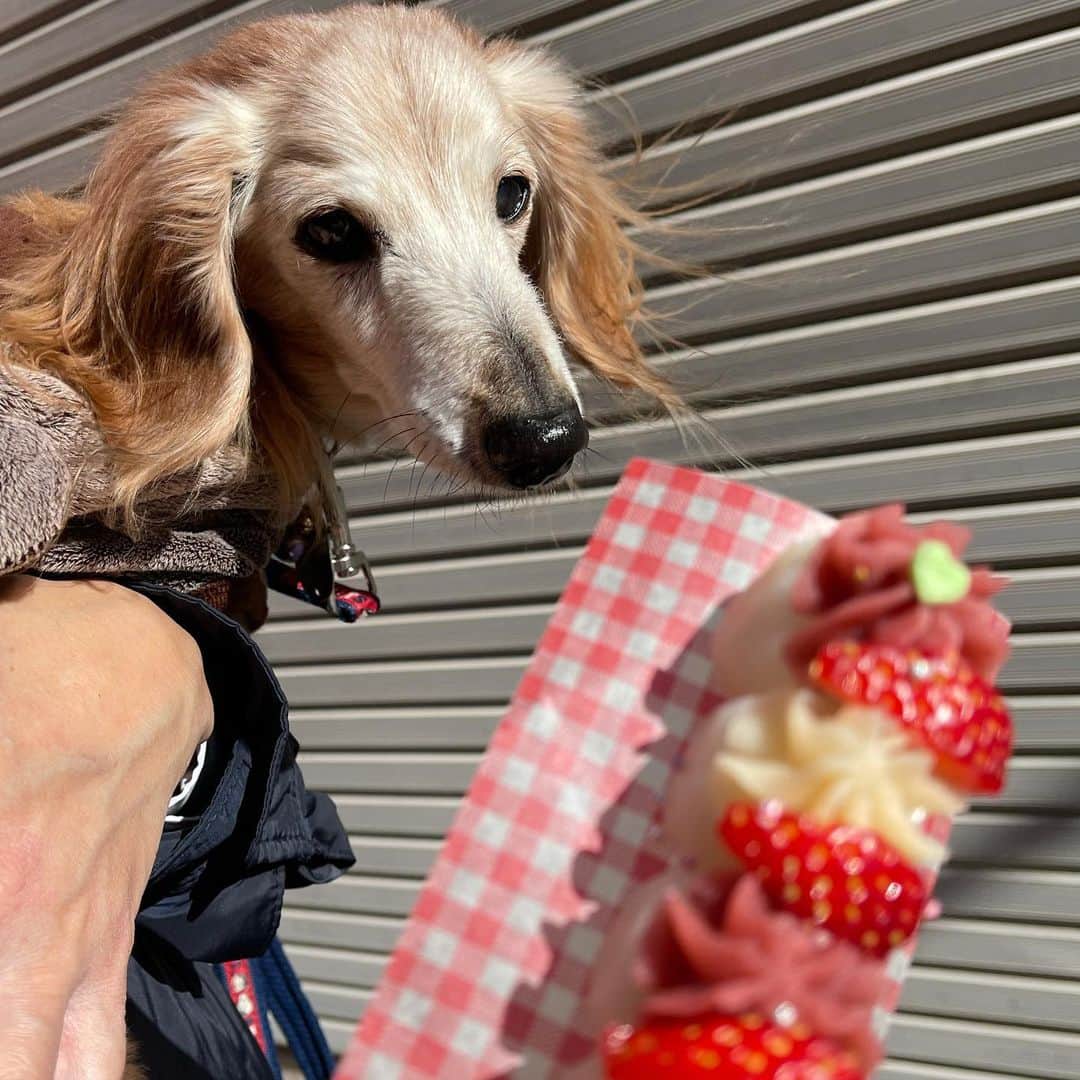のインスタグラム：「🐾連投中🐾 ＊ 朝7時にごはん食べて8時間あけて血液検査🩸 ウルソにプラセンタもプラスしたけど変化なし💦 次は漢方試そうかな🤔 あっ❗️ちーくんは元気いっぱいなんともないですよ😁 ＊ 体重4㌔ お腹空きすぎちーくん！ 検査後すぐごはん食べました😋 ＊ #犬#ダックス#ダックスフンド#ミニチュアダックス#dachs#いぬぐみ📛#pecoいぬ部#シニア犬 #よく寝るシニア犬#わんぱく部#サンデイ#todayswanko #ボンボンハイスクール#ダックスの日常」