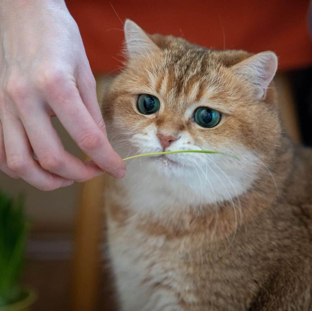 Hosicoさんのインスタグラム写真 - (HosicoInstagram)「Mommy, taste this, it's good 😋🌿」1月20日 18時30分 - hosico_cat