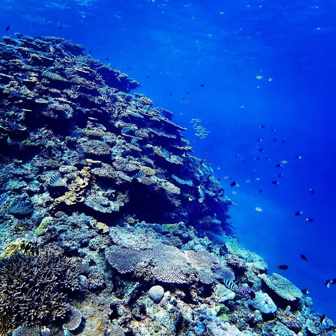 カヌチャリゾートさんのインスタグラム写真 - (カヌチャリゾートInstagram)「.⠀ カヌチャの海を知り尽くす @marine_club_berry_kanucha から⠀ おすすめのアクティビティをご紹介いたします。⠀ ⠀ 最近はお天気が安定していて、海の透明度がとっても高い！⠀ こういう時はやっぱり、ダイビングがおすすめです。⠀ 海の美しさでは、慶良間諸島の海が有名ですが、カヌチャの海も慶良間に負けない透明度を誇ります！⠀ ⠀ ウェットスーツをきていれば、冬でも快適にダイビングが楽しめます。⠀ マリンアクティビティは公式HPより⠀⠀ ご予約いただけます。⠀⠀ .⠀ ----⠀ ◆詳細はストーリーズでチェック！⠀ ◆24時間以降はプロフィールのリンクからどうぞ⠀ @kanucha_resort⠀ ----⠀ ⠀⠀ #カヌチャは街だ　#カヌチャの冬⠀⠀ #カヌチャ #カヌチャリゾート #沖縄旅行 #秋の沖縄旅行 #冬の沖縄旅行 #ダイビング #体験ダイビング #カヌチャビーチ」1月20日 19時00分 - kanucha_resort