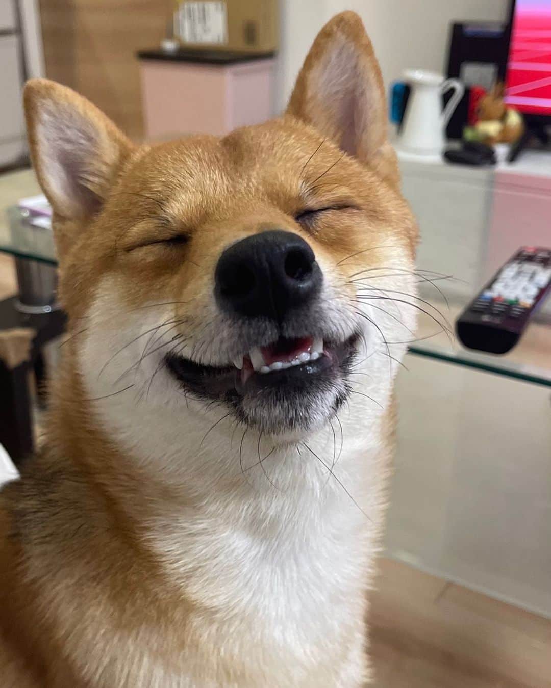 環奈（長沢菜々香の飼い犬）のインスタグラム：「ニコォ  . . .  #豆柴#柴犬#日本犬#黒柴#黒豆柴#まめしば#しばいぬ#しば#しばすたぐらむ #こいぬ #柴  #ここ柴部#柴子犬 #shibalove #mameshiba #kuroshiba #shibainu #shiba #shibadog #shibastagram #shibastyle」
