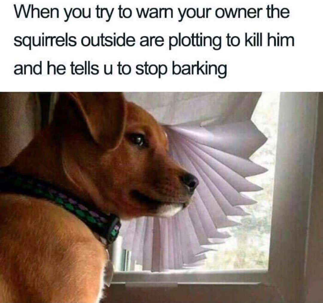 BarkBoxのインスタグラム：「lol, dumb squirrels 🤣」