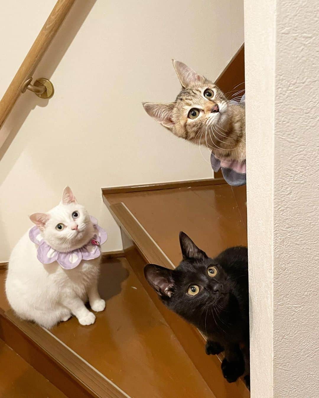 maimocotoのインスタグラム：「うちの子たちにめちゃくちゃ甘えている #ピコとチャキ ❤️ モコも毎日子猫たちの香ばしいおちりの匂いを嗅いで若返っています✨ コトとチコは相変わらず子猫のヘアスタイル整えてあげてるよ💇‍♀️ 愛が溢れてる我が家❤️お家さいこー！ ＊ ＊ 『子猫ちゃんって、あま〜い味がして、大好きなの、あたち🧁』 ＊ ＊ #可愛いおチビたち里親さま募集中です #昨日のコトにコメントたくさんありがとうございました ＊ ＊  〈お知らせ〉 22日から開催予定だった #ねこ休み展 。急ですが、緊急事態宣言明けの2/9からに順延になってしまいました。楽しみにしてくれていたみなさま、ごめんなさい🙇‍♀️」