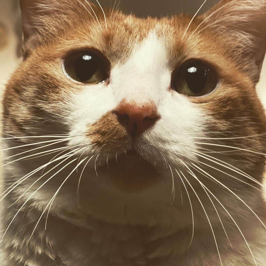 川上麻衣子さんのインスタグラム写真 - (川上麻衣子Instagram)「猫のひげ 眉毛の部分もヒゲなんですよね。美しくて、見惚れてしまうのです。神秘的。 #ねこ ＃猫 #ねこのひげ」1月20日 20時52分 - kawakami.maiko