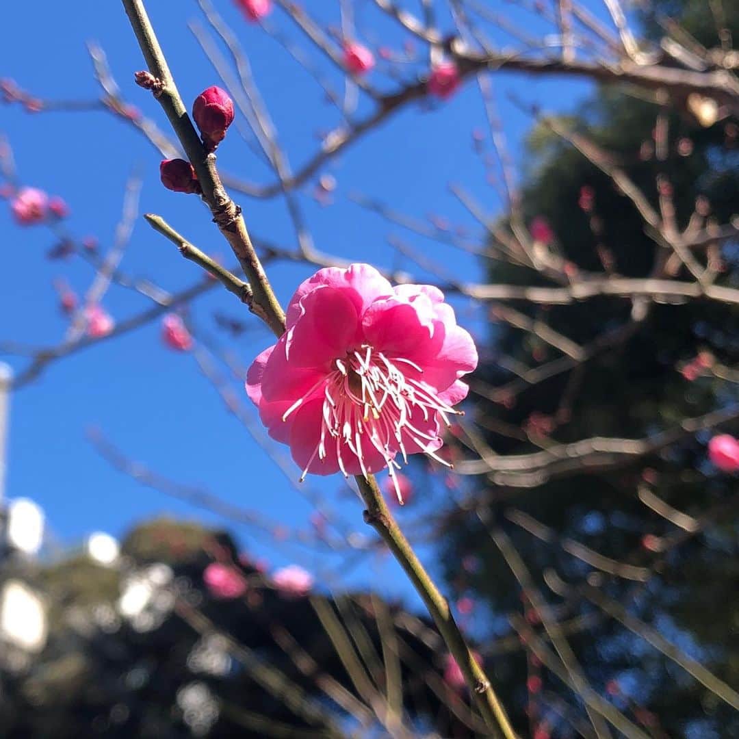 多胡安那さんのインスタグラム写真 - (多胡安那Instagram)「これぞ、東京の冬。 空の青が濃いです。 東京タワー近くには梅も咲き始めています。 #気象予報士 #冬晴れ #東京タワー #冬の青空が濃いのは乾燥と低温のおかげ #梅が咲きました #大寒で一年で一番寒い頃だけど春の兆しも #東京だけど鹿児島紅という品種」1月20日 21時08分 - tagoanna