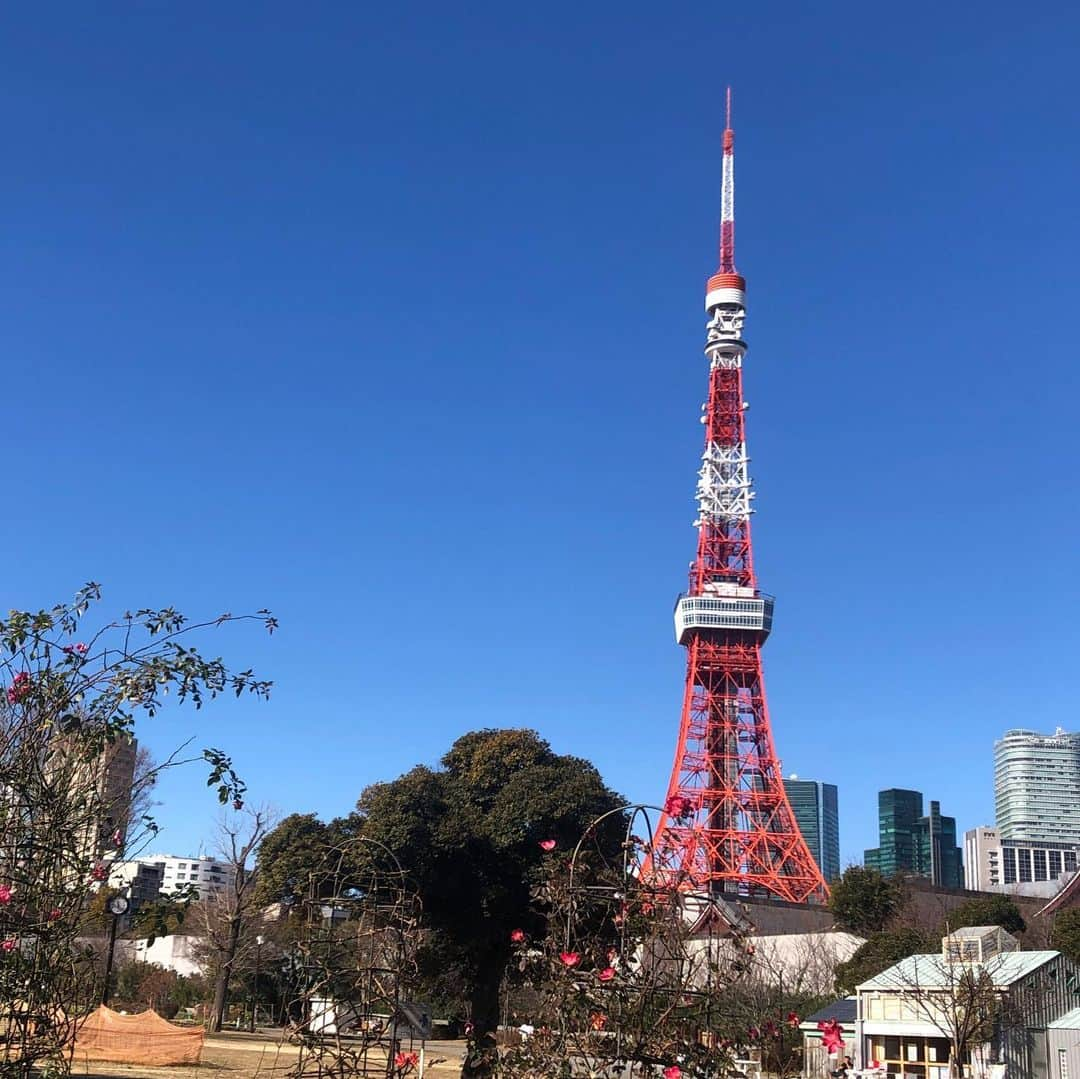 多胡安那のインスタグラム：「これぞ、東京の冬。 空の青が濃いです。 東京タワー近くには梅も咲き始めています。 #気象予報士 #冬晴れ #東京タワー #冬の青空が濃いのは乾燥と低温のおかげ #梅が咲きました #大寒で一年で一番寒い頃だけど春の兆しも #東京だけど鹿児島紅という品種」