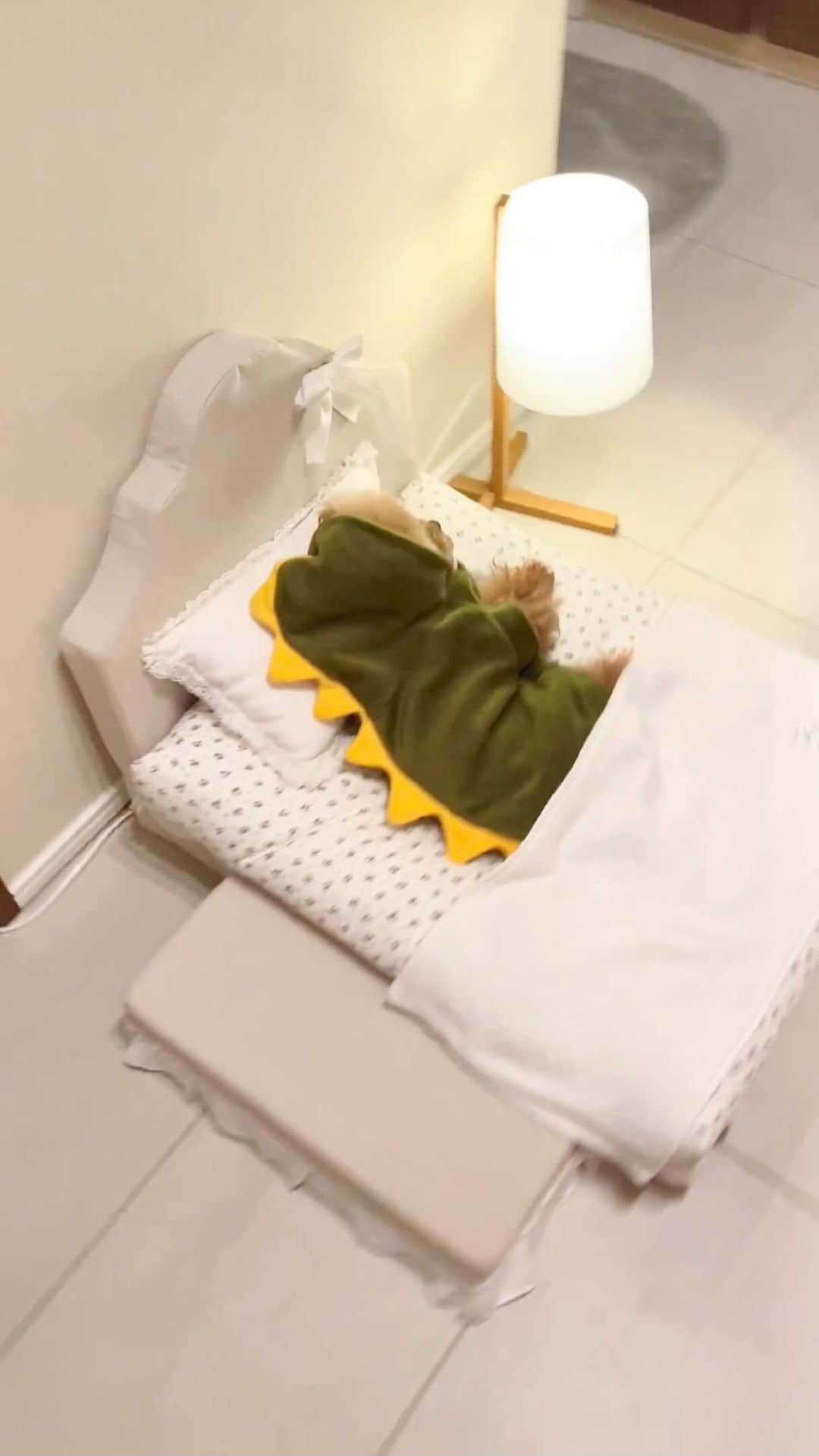 ショコラ❤︎あずき❤︎パンナのインスタグラム：「・ 偽恐竜さんがいるよ〜🦖😊 ・ いつも見て下さりありがとうございます🙏🙇‍♀️ ・ #トイプードル #プードル #トイプー #犬 #toypoodlered #toypoodle #poodle #dog #dogs #instadog #cutedog #ilovemydog #dogstagram #あずしょこぱん #パンナ #reels」