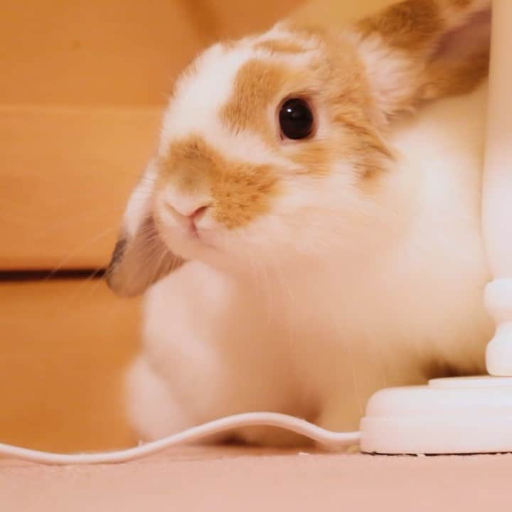 usagraphのインスタグラム：「ぺろぺろ〜👅🌟 からのおみみピーン！  Youtubeチャンネル更新しました😄 これとは関係ないけど(笑) ＊ ＊ ＊ #うさぎ　#rabbit #bunny #ふわもこ部  #WeeklyFluff #igersjp  #tokyocameraclub #東京カメラ部  #神戸カメラ部  #bunnystagram  #うさぎ部 #ホーランドロップ #hollandlop  #ファインダー越しの私の世界 #art_of_japan #myfujilove  #今日もx日和」