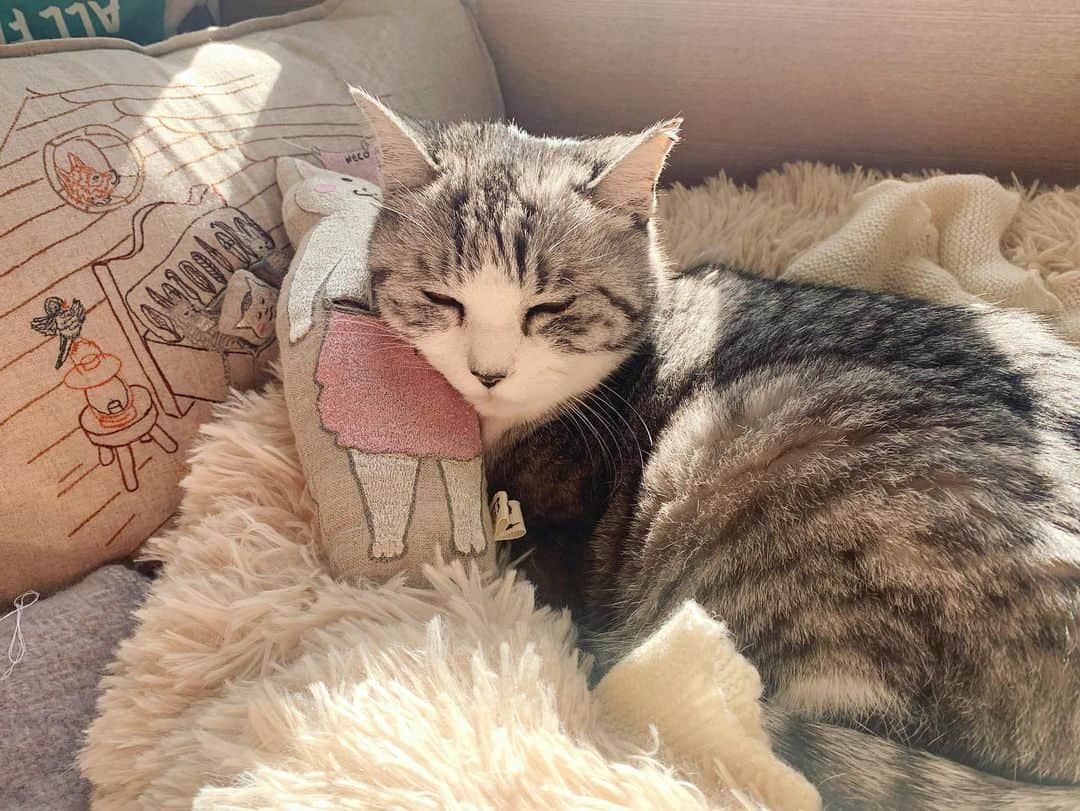 坂本美雨さんのインスタグラム写真 - (坂本美雨Instagram)「猫村さんは枕にもいい具合ね。 #サバ美 @hoshiyr  @coralandtusk」1月20日 21時29分 - miu_sakamoto