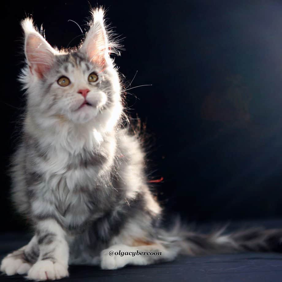 МейнКун MaineCoon Питомникのインスタグラム：「Серебристая малышка🦁✨ Soon will join her mom Meg❤️」