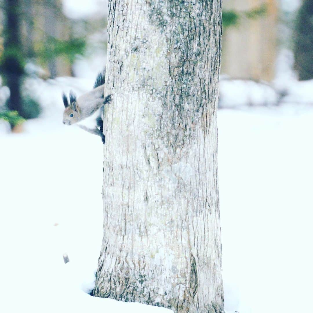 柏倉陽介のインスタグラム：「Wildlife . . Japan . . . #photography #nature #naturephotography #earthfocus #wildernessculture #natgeo #nationalgeographic #natgeotravel #landscapephotography #discoverearth #landscape #mytravelgram #photooftheday #picoftheday #travelgram #beautiful #life #follow #igers #travel #撮影 #写真 #風景写真」