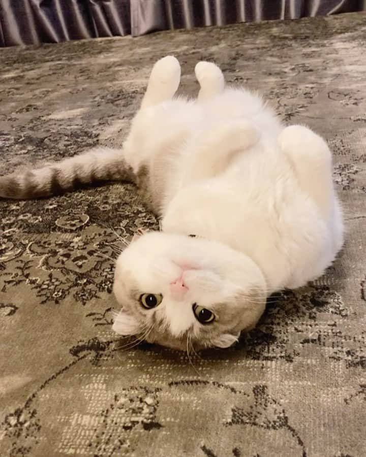 のインスタグラム：「. 食事を中断して撮ってしまった。 これはもあたんの罠かな？😐 . . #猫との暮らし #ねこのきもち #catlife  #catlover #catofinstagram #9gag #bestmeow #無敵の親バカ同盟  #りぷちんに届け元気玉  #サンデイ #ınstagood」