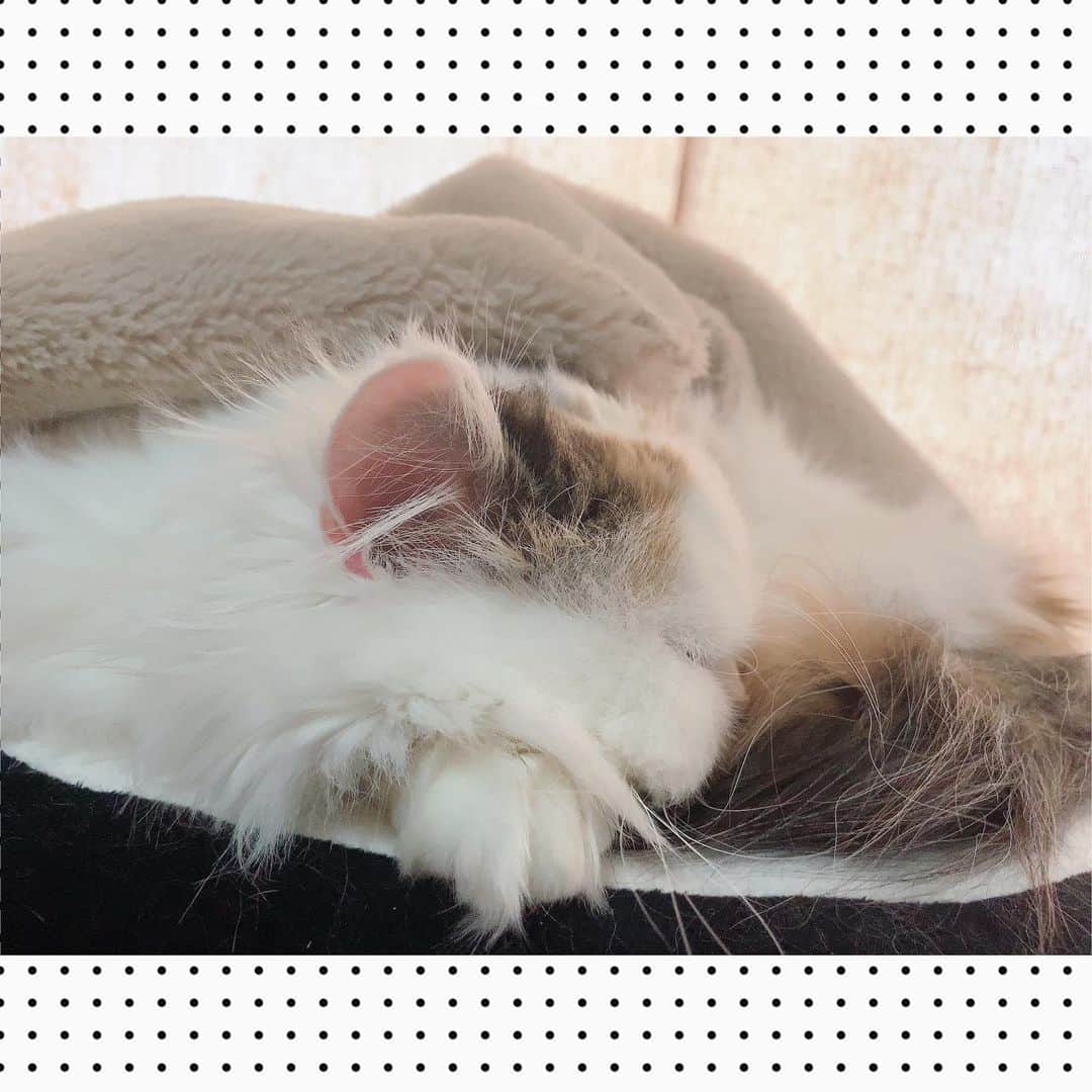 長久玲奈さんのインスタグラム写真 - (長久玲奈Instagram)「癒し  #猫」1月20日 21時57分 - kurena_0511