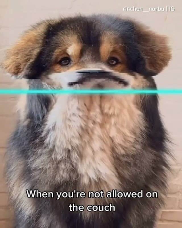 のインスタグラム：「😕😟😛 - Want to get featured like him? Join “The Barked Club” on FACEBOOK and post something now! 👉 barked.com - 📹 @rinchen__norbu - #TheBarkedClub #barked #dog #doggo #TibetanMastiff」