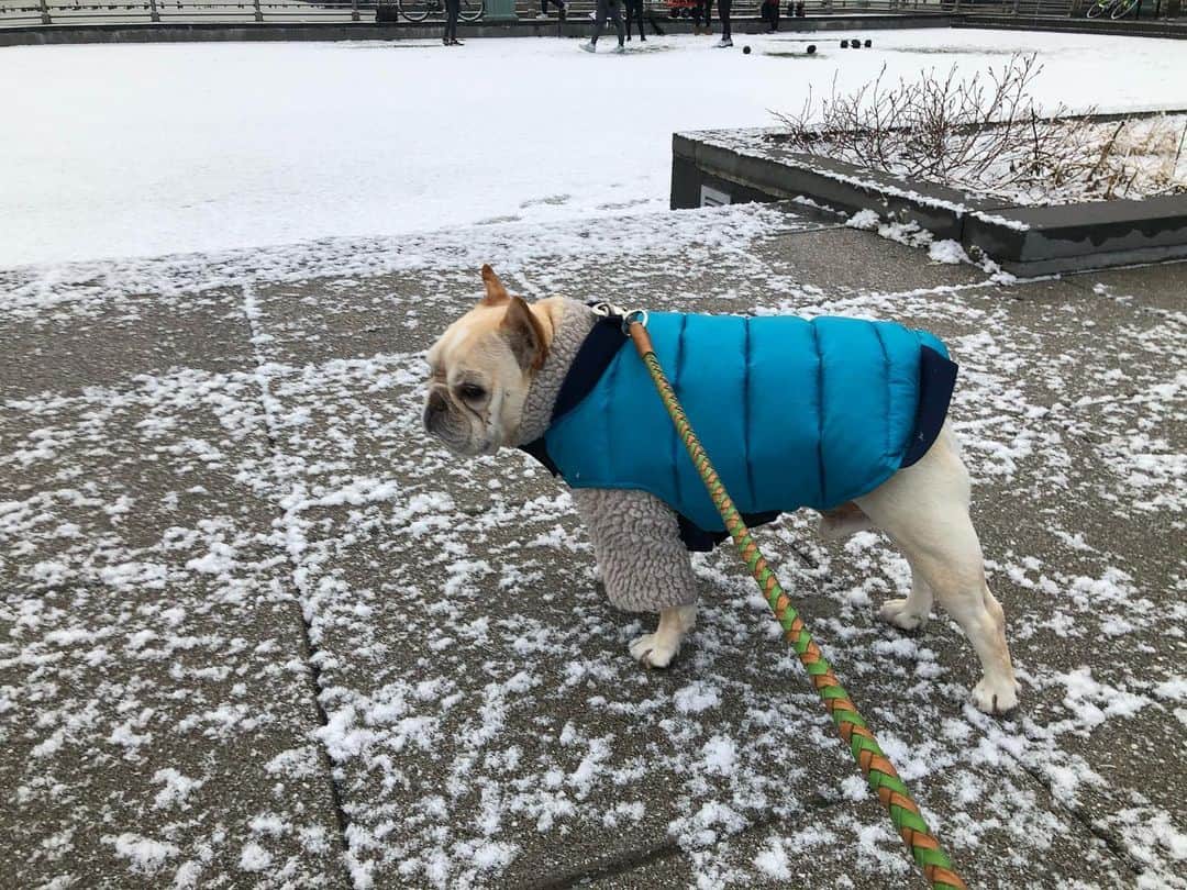 ヒュー・ジャックマンのインスタグラム：「“My Dad said ... It’s a double-coat kinda morning. And I’m not happy about it.” #Dali」