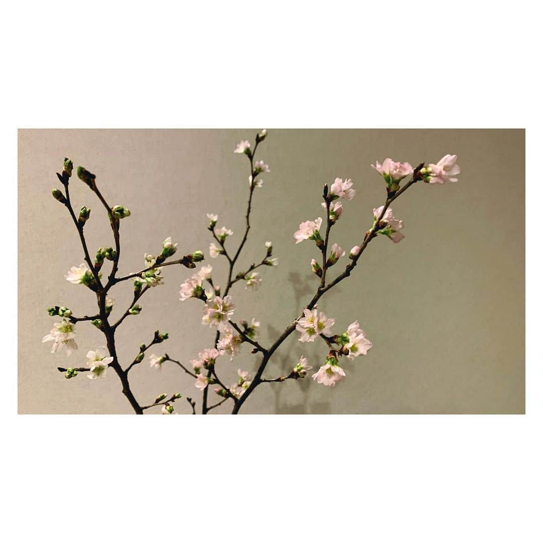 桜めいのインスタグラム：「🌸 ちょっと前に お花屋さんで買った 寒桜が いい感じに咲いてきましたよ  まだまだ寒いけど 春が待ち遠しいですね  皆さまご自愛くださいね  ・ #桜 #寒桜 #cherryblossom #sakura #🌸」