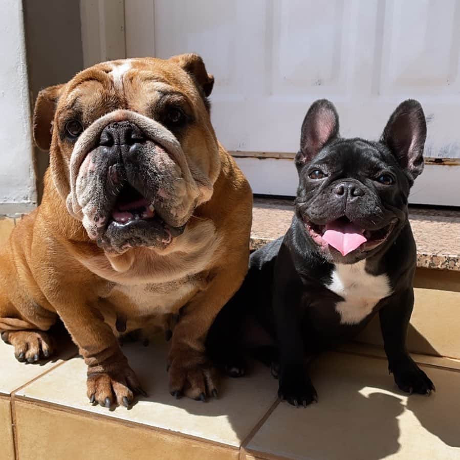 Regeneratti&Oliveira Kennelのインスタグラム：「Good morning Tiffany and Gutta ❤️ #englishbulldog #frenchbulldog」